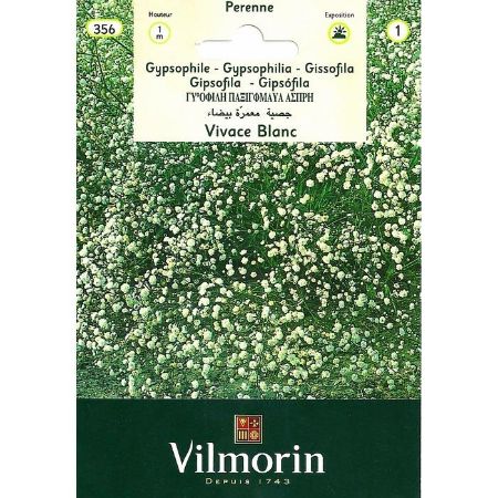 Beyaz Bahar Yıldızı (Vivance Blanc) resmi