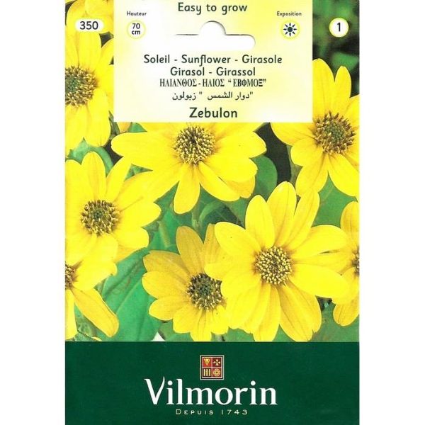 Güne Bakan Çiçeği - Zebulon Güneş Çiçeği resmi