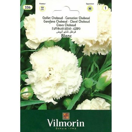 Beyaz Renkli İri Çiçekli Karanfil resmi