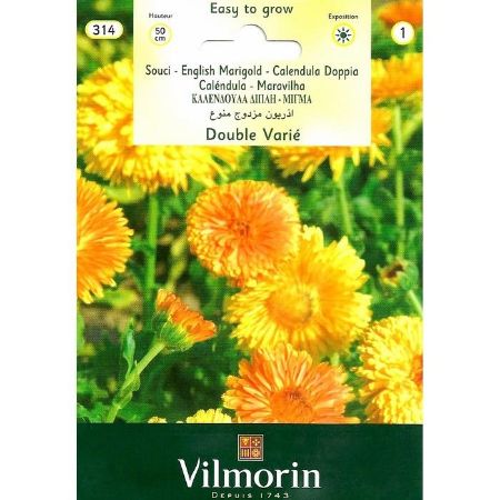 Aynısefa-Portakal Nergisi-Altuncuk-Kandilçiçeği resmi