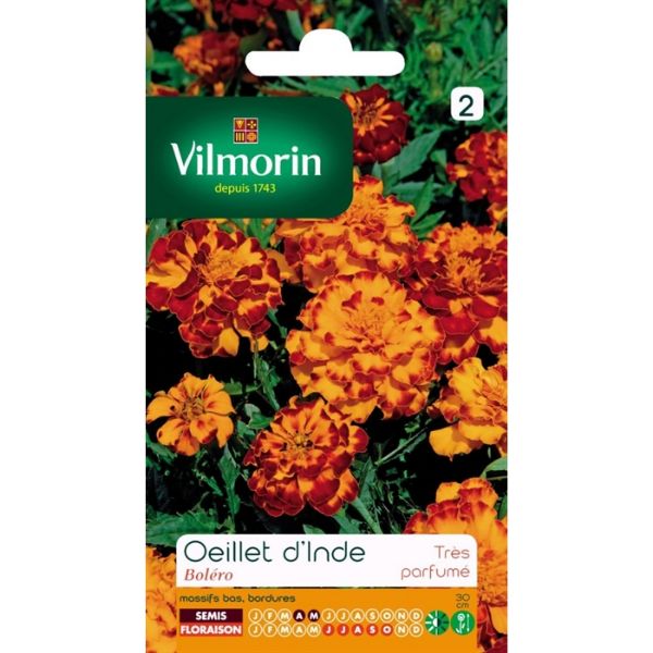 Kadife Çiçeği Kırmızı / Turuncu resmi