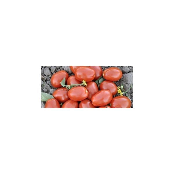 Gıgante F1 Domates Fidesi resmi
