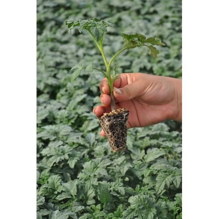 Saldo Domates Fidesi resmi