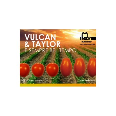 Vulcan F1 Domates Fidesi Domates Fidesi resmi