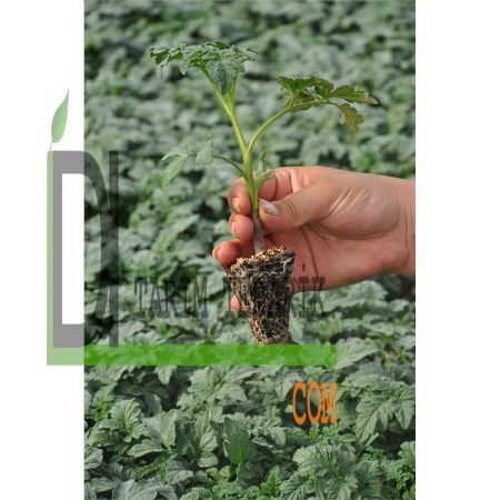 Samba F1 Domates Fidesi resmi