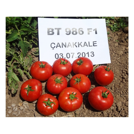 Bt-986 F1 Domates Fidesi resmi