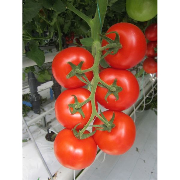 Tuğba F1 Domates Tohumu (Salkım) resmi