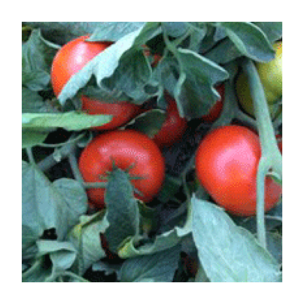 Svtd 8012 F1 Domates Tohumu resmi