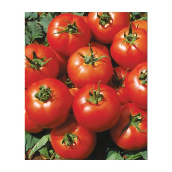 Turkuaz F1 Domates Tohumu resmi