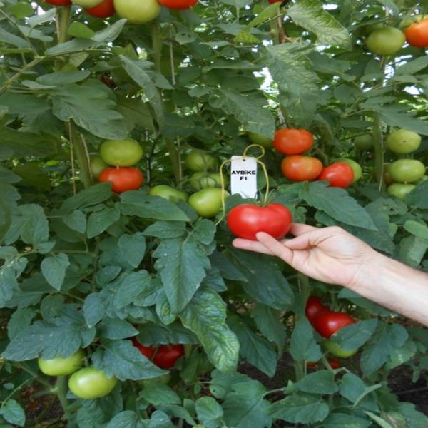 Aybike F1 Sırık Domates Tohumu resmi