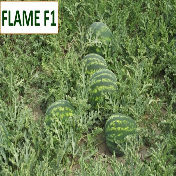 Flame F1 Karpuz Tohumu resmi