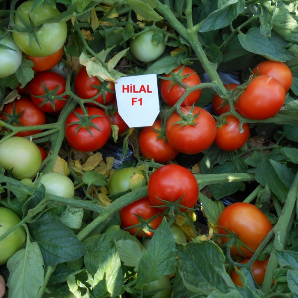 Hilal GSH-9535 F1 Oturak Domates Tohumu resmi