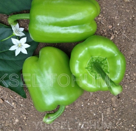 Abone F1 Dolma Biber Tohumu. resmi