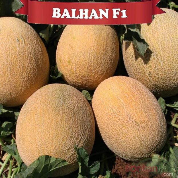 Balhan F1 (Galia) Kavun Fidesi resmi