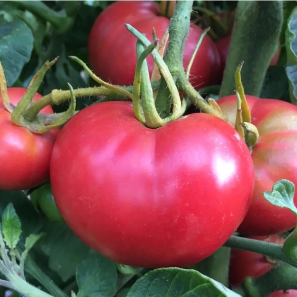 Pembola F1 Domates Fidesi resmi