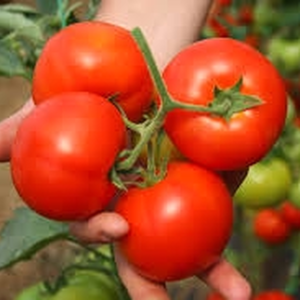 Interland F1 Oturak Domates Tohumu resmi