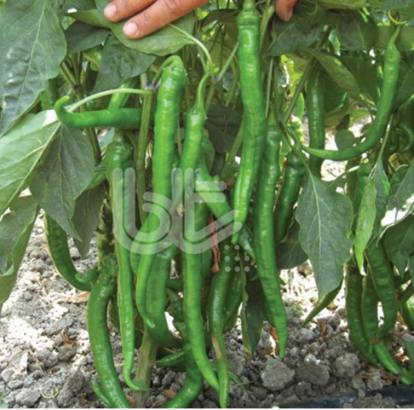 Bt Demok (Demre Tipi Tatlı) Biber Tohumu resmi