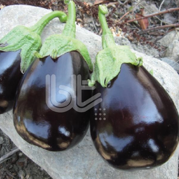 Bt Malkara F1 (Topan) Patlıcan Tohumu resmi
