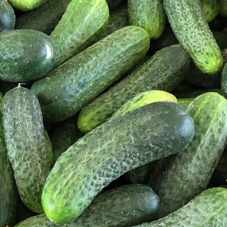 Proscore F1 Hıyar Tohumu resmi