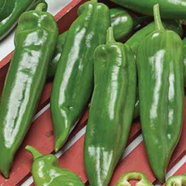 Hot Aneheim (Acı) Biber Tohumu resmi