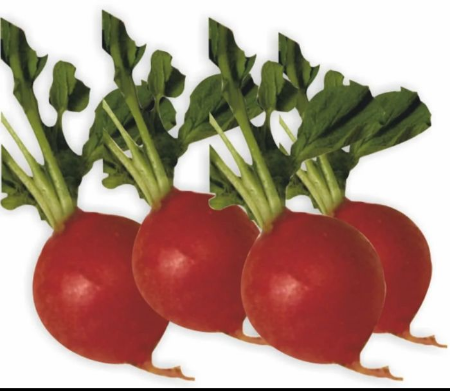 Fındık Turp Tohumu 500 Gr resmi