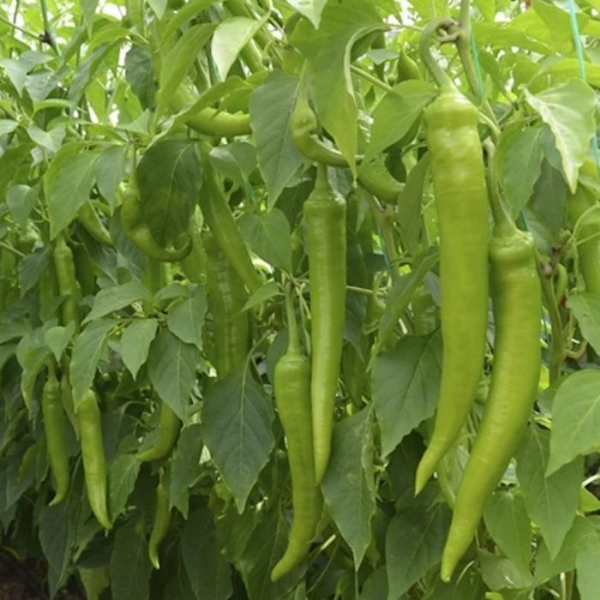 Balamir F1 Sivri Biber Tohumu resmi