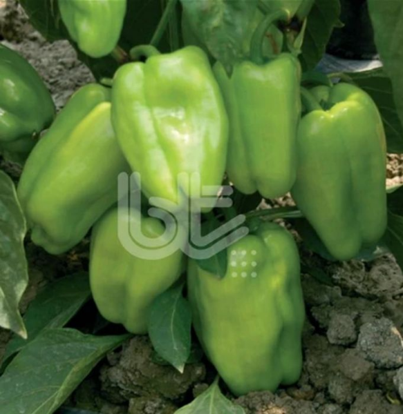 Bt Süper Dolma 016 Biber Tohumu resmi