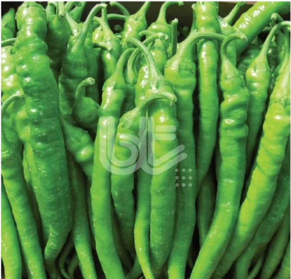 Bt Burdem 016 (Demre Tipi Seleksiyon) Biber Tohumu resmi