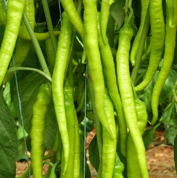 Çoban F1 Sivri Biber Tohumu resmi