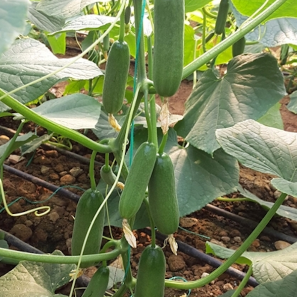 Umur F1 Hıyar Tohumu resmi