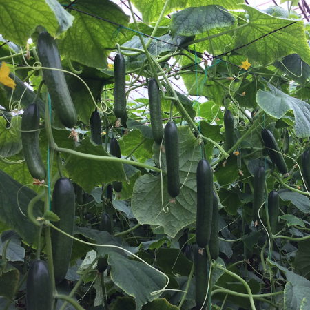 Tenedos F1 Hıyar Tohumu resmi