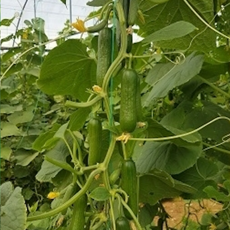 Tunç F1 Hıyar Tohumu. resmi