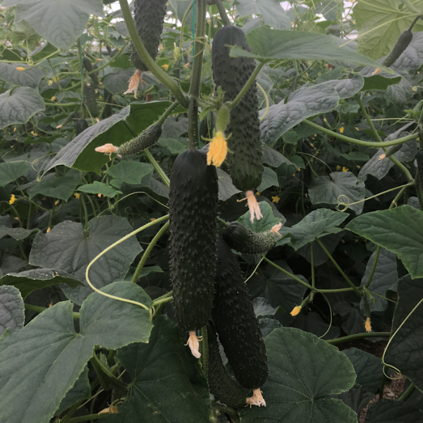 Svcv9608 F1 Hıyar Tohumu resmi