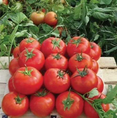 Bt Cabbar F1 Oturak Domates Tohumu resmi