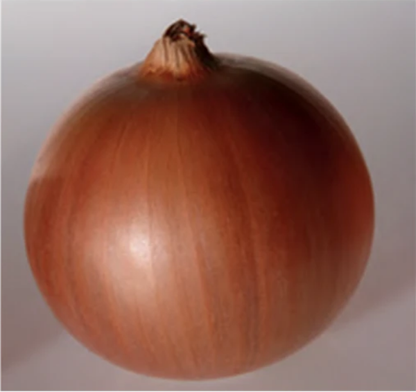 Utrero F1 (Sarı) Soğan Tohumu resmi