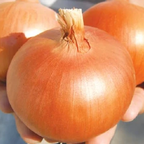 Bt Depocu (Banko Tipi) Soğan Tohumu resmi