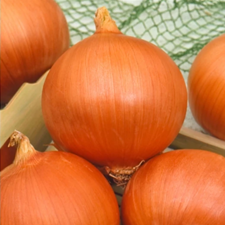 Vuelta F1 Soğan Tohumu resmi