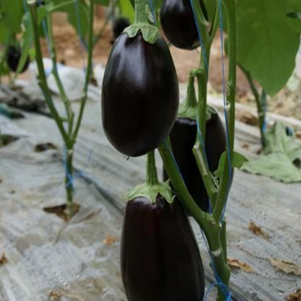 Amadeo F1 Patlıcan Tohumu (Topan) resmi