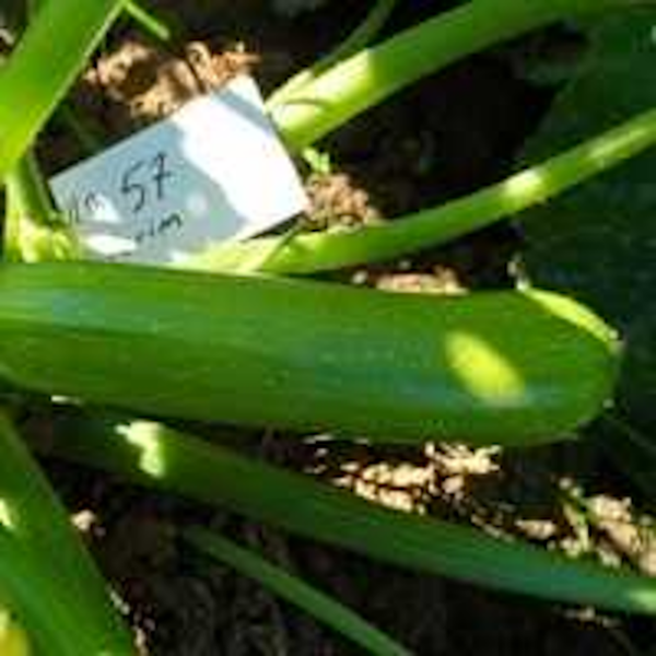 Yelda F1 Kabak Tohumu resmi