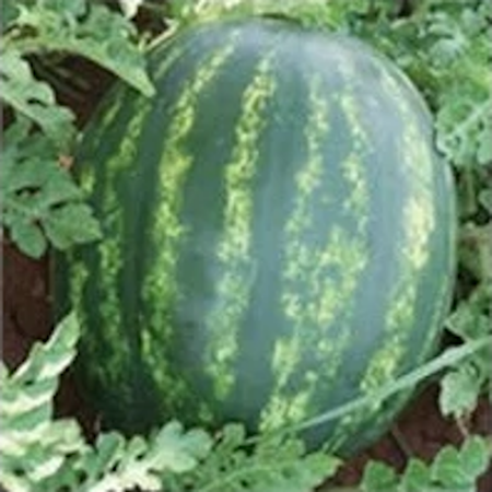 Destan F1 Karpuz Tohumu resmi