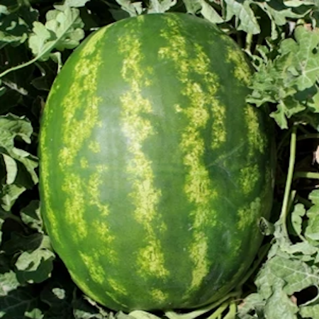 Yekta F1 Karpuz Tohumu resmi