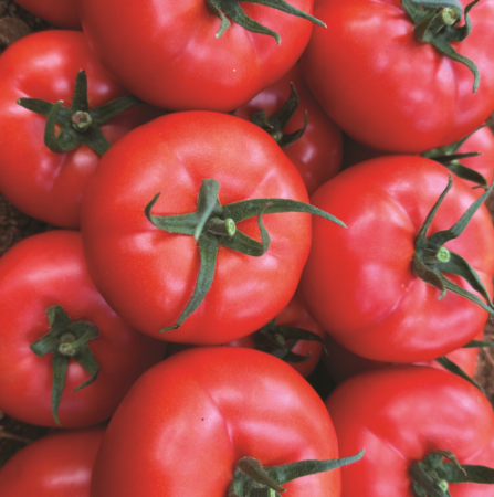 Hedef Ty F1 Domates Tohumu resmi