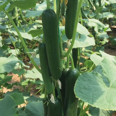 Mrc 05 F1 Hıyar Tohumu resmi