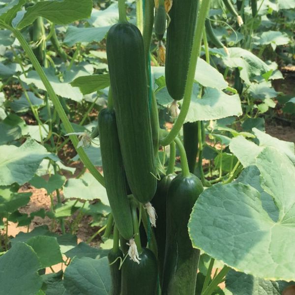 Mrc 05 F1 Hıyar Tohumu resmi