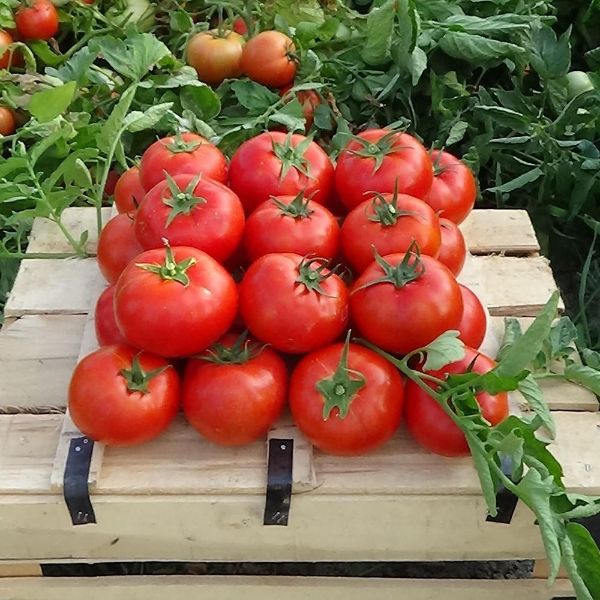 Nergis F1 Domates Tohumu resmi