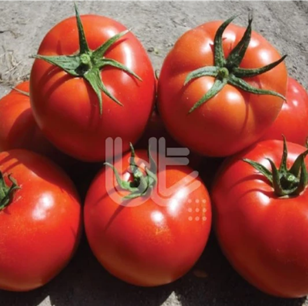 Bt Bur-Ty F1 Oturak Domates Tohumu resmi