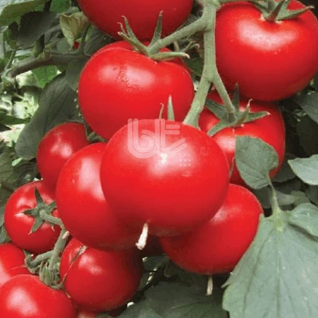 Bt Gülle 55 F1 Sırık Domates Tohumu resmi