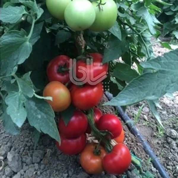 Bt Medar F1 Sırık Domates Tohumu resmi