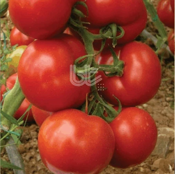 Bt 11-20 F1 Sırık Domates Tohumu resmi