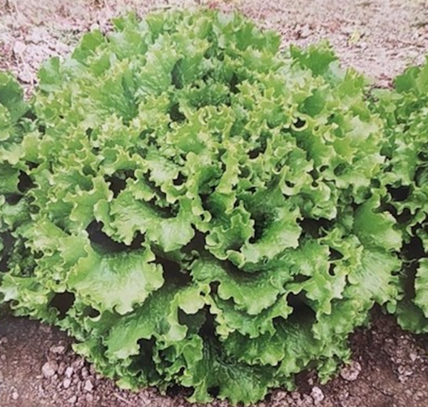 Bt Ivanka Marul Marul Tohumu resmi